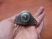 1922.2105 | WOODWARD | PRZEKAŹNIK/AUTOMAT/SOLENOID | 1503ES-12S5SUC5S 1922.2105 119653-77950